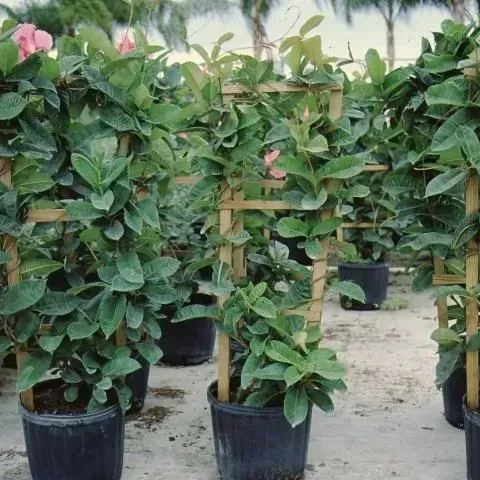 thumbnail for publication: Allamanda blanchetii: Purple Allamanda